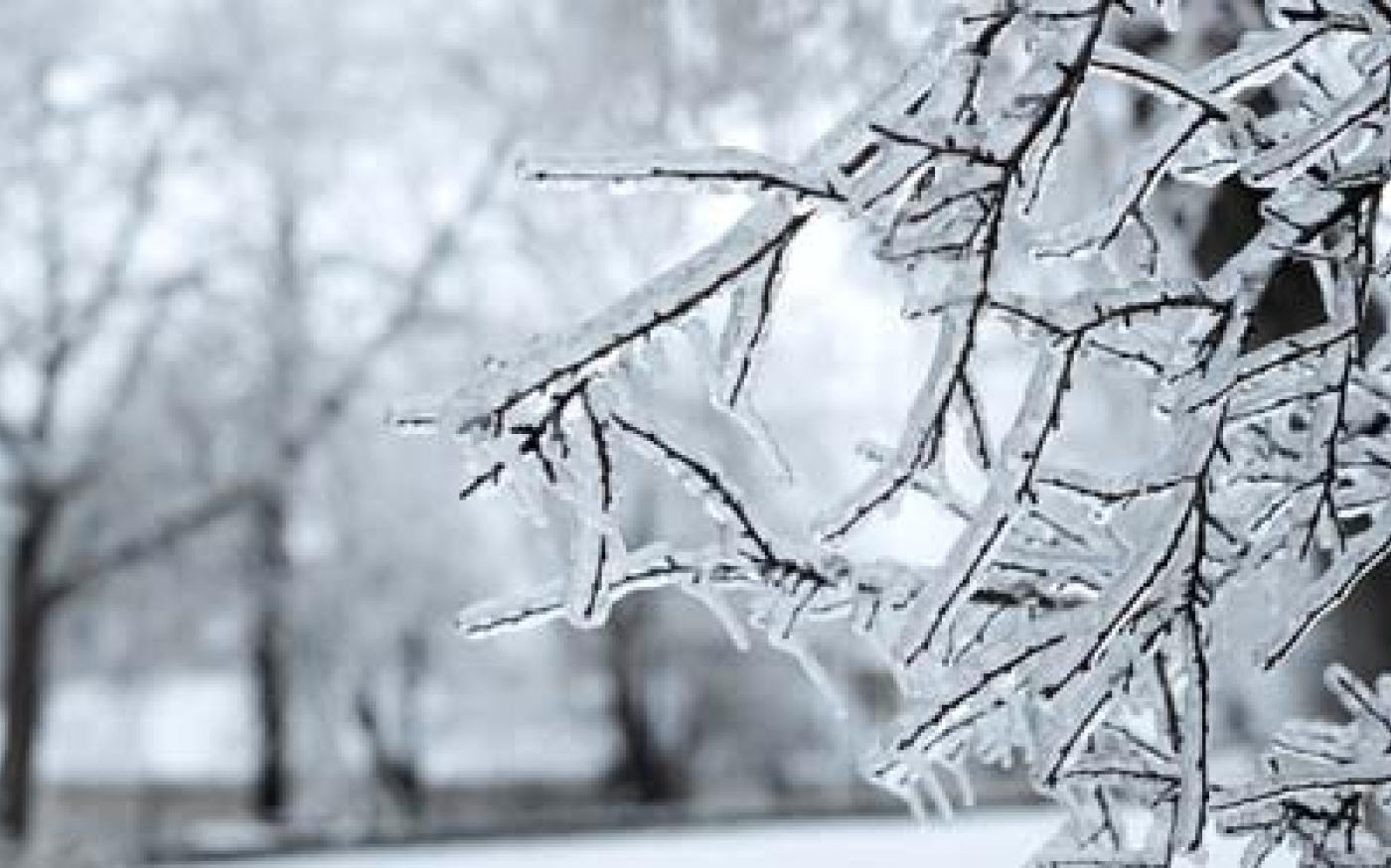 Frost-covered tree branches in a winter landscape, with ice-coated twigs in sharp focus and bare trees blurred in the snowy background