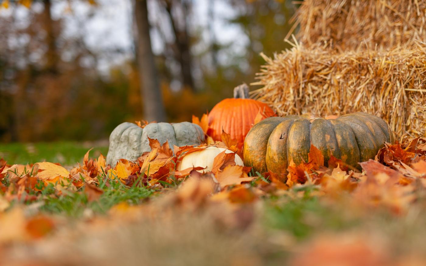 squash near hey by Joseph Gonzalez courtesy of Unsplash.