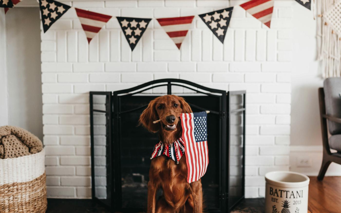 short-coated brown dog biting American flag by Camylla Battani courtesy of Unsplash.