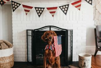 short-coated brown dog biting American flag by Camylla Battani courtesy of Unsplash.
