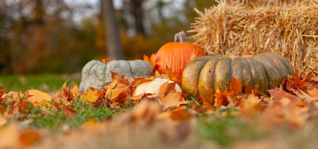 squash near hey by Joseph Gonzalez courtesy of Unsplash.