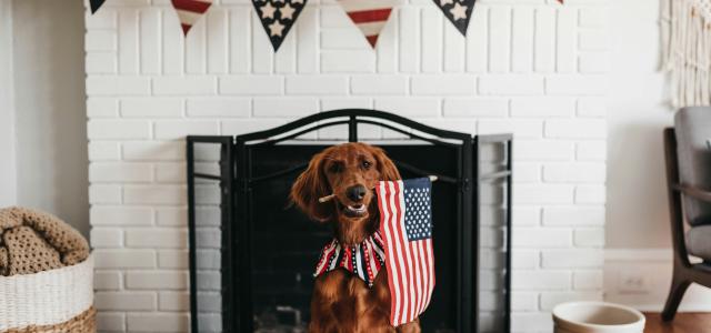 short-coated brown dog biting American flag by Camylla Battani courtesy of Unsplash.